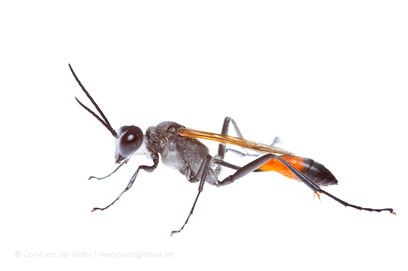 <!--Ammophila sp., Sphecid wasp-->